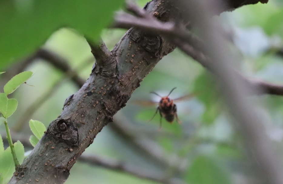 迫り来る オオスズメバチ_川縁のヤナギ_2023年6月５日5時25分気温17度